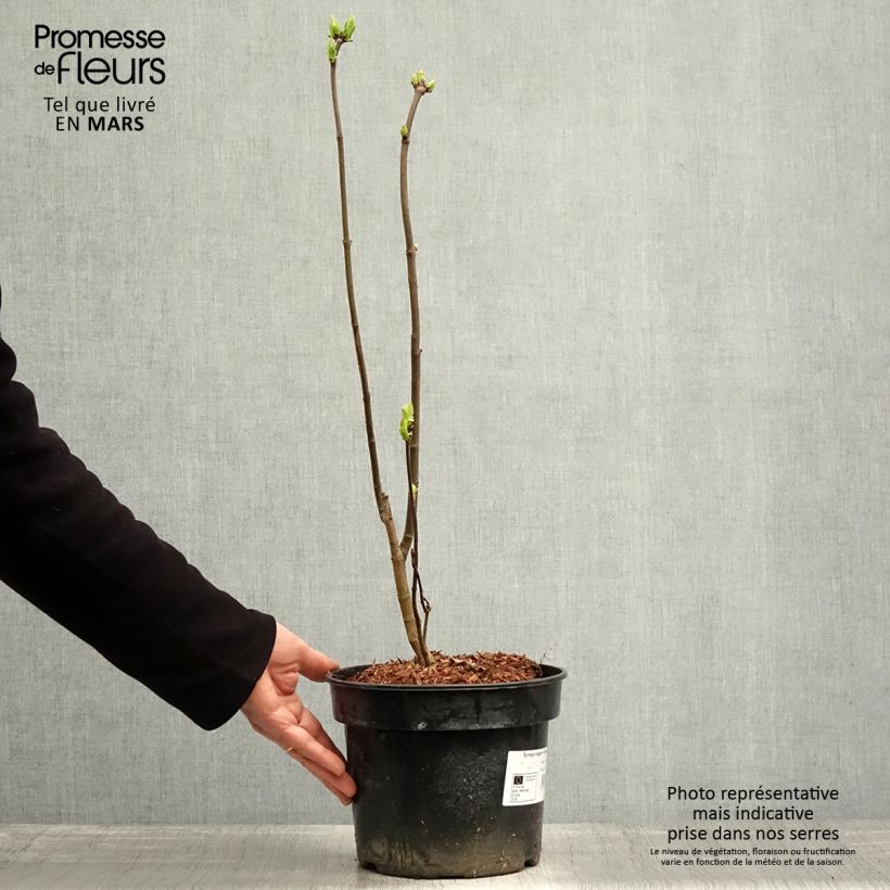 Lila Charles Joly - Syringa vulgaris Maceta 4L/5LAltura de entrega aprox. 40/60cm Ejemplar entregado en la primavera