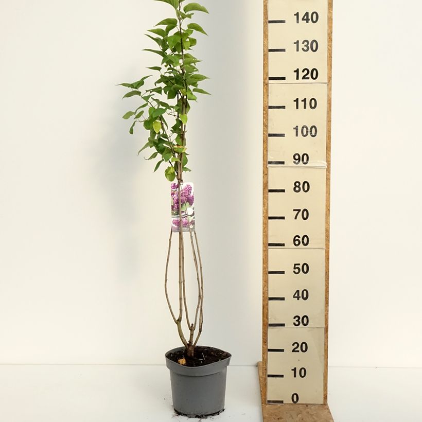Ejemplar de Lila Charles Joly - Syringa vulgaris Maceta 7,5L/10L entregado en verano