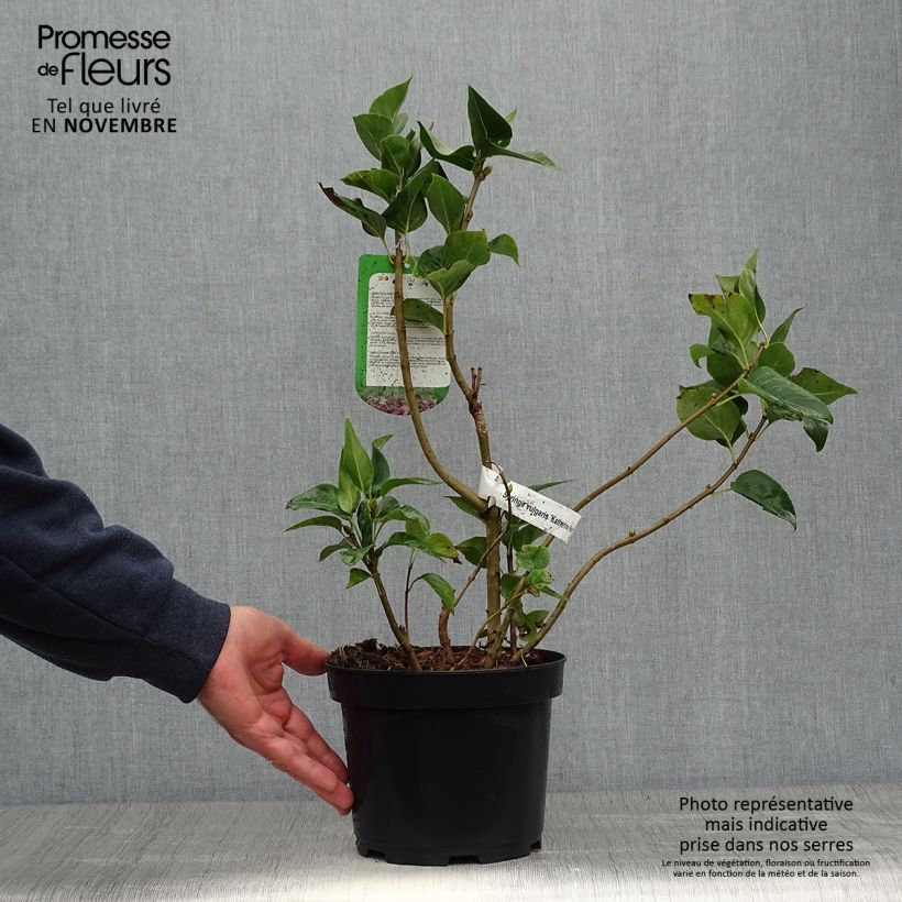 Ejemplar de Lila Katherine Havemeyer - Syringa vulgaris Maceta 3L/4L entregado en otoño