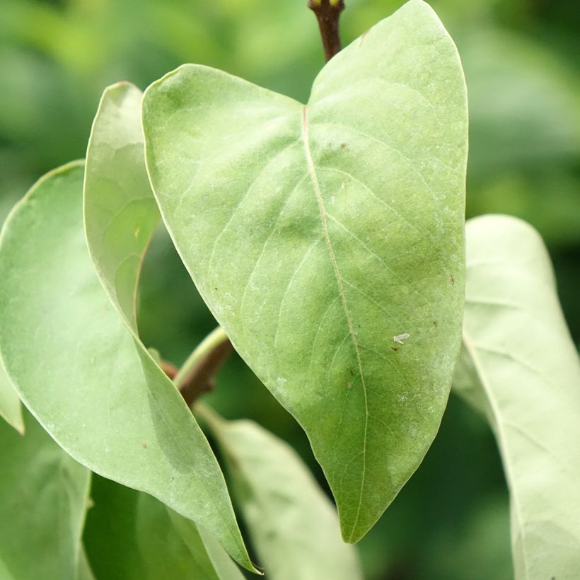 Lila Katherine Havemeyer - Syringa vulgaris (Follaje)
