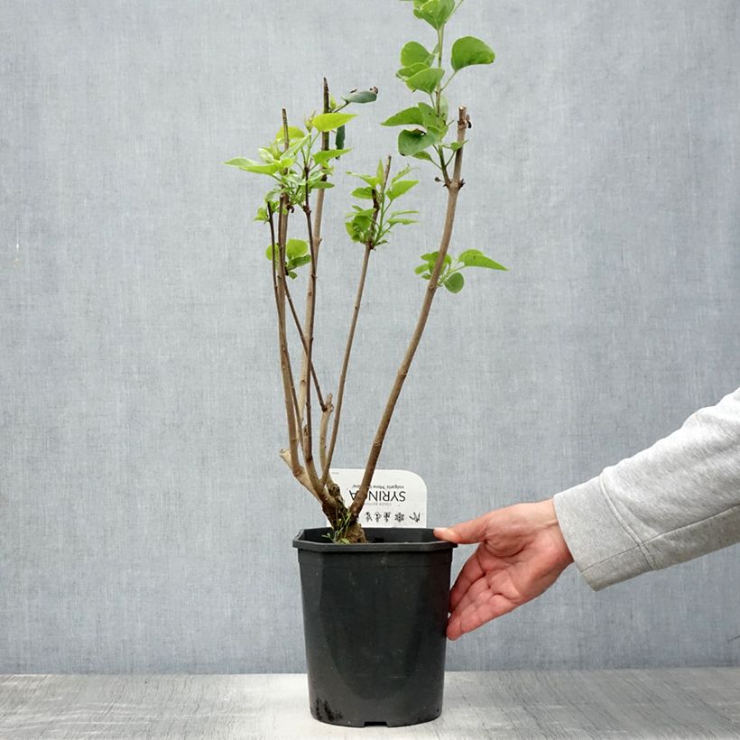 Ejemplar de Lila Madame Lemoine - Syringa vulgaris Maceta 3L/4L entregado en verano