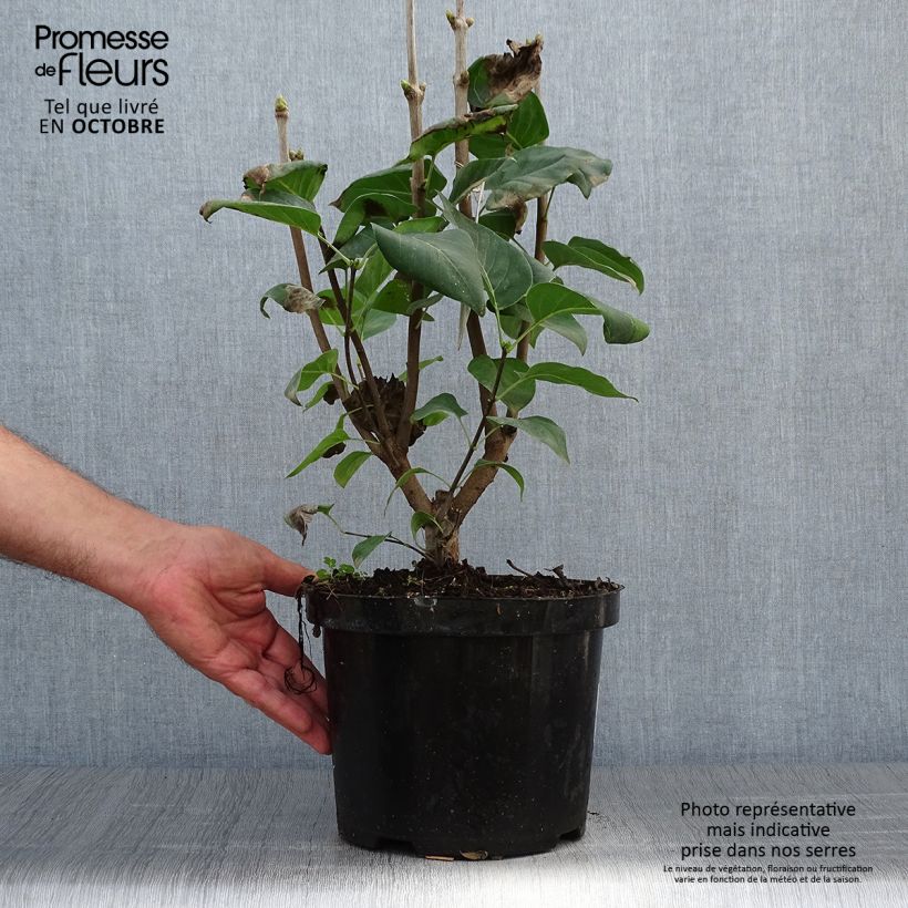 Ejemplar de Lila Michel Buchner - Syringa vulgaris Maceta 4L/5L entregado en otoño