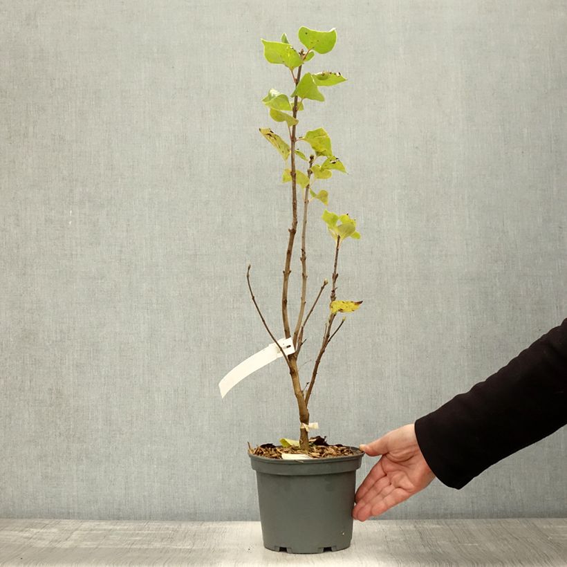 Ejemplar de Lila Président Grevy - Syringa vulgaris Maceta 4L/5L entregado en otoño