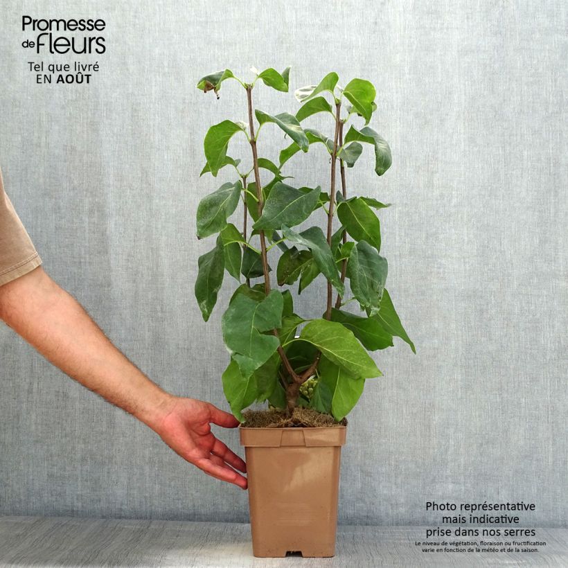 Ejemplar de Lila Primrose - Syringa vulgaris Maceta 4L/5LAltura de entrega aprox. 40/50cm entregado en verano