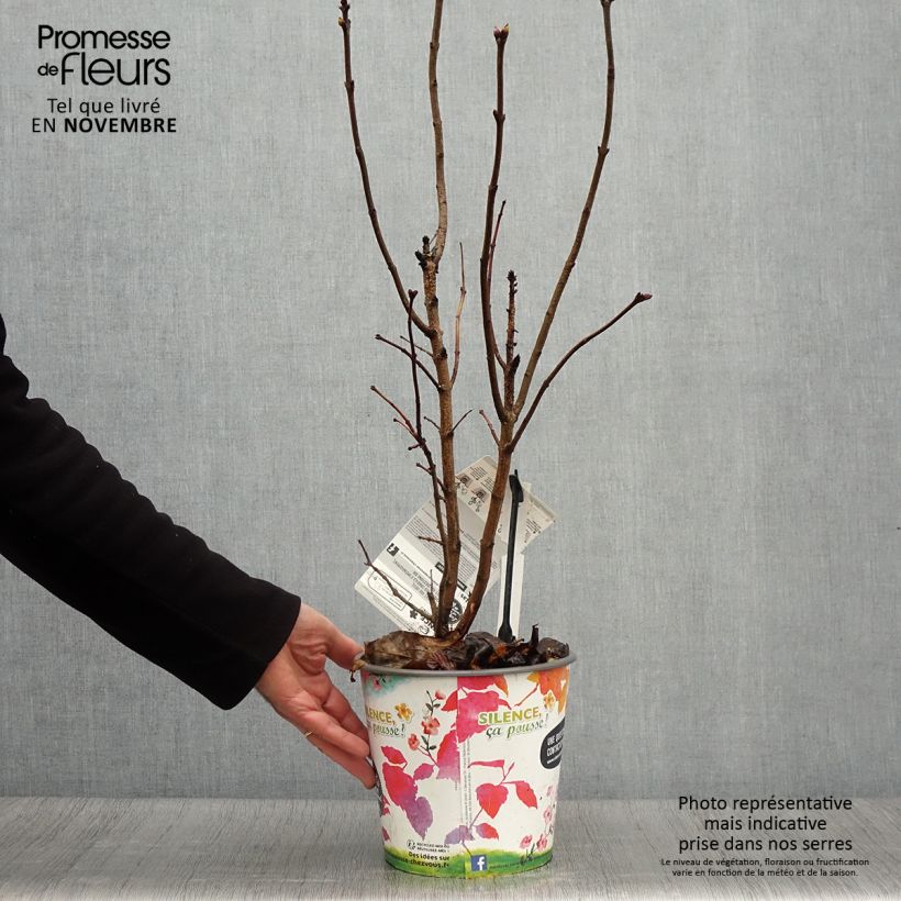 Ejemplar de Lila Princesse Sturdza - Syringa vulgaris Maceta 4L/5L entregado en otoño