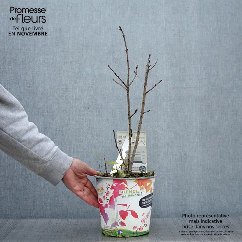 Ejemplar de Lila Souvenir de Louis Spaeth - Syringa vulgaris Maceta 2L/3L entregado en otoño