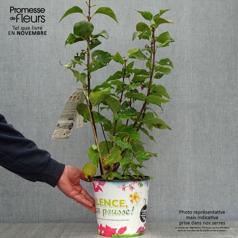 Ejemplar de Lila Zhemchuzhina - Syringa vulgaris Maceta 4L/5L entregado en otoño
