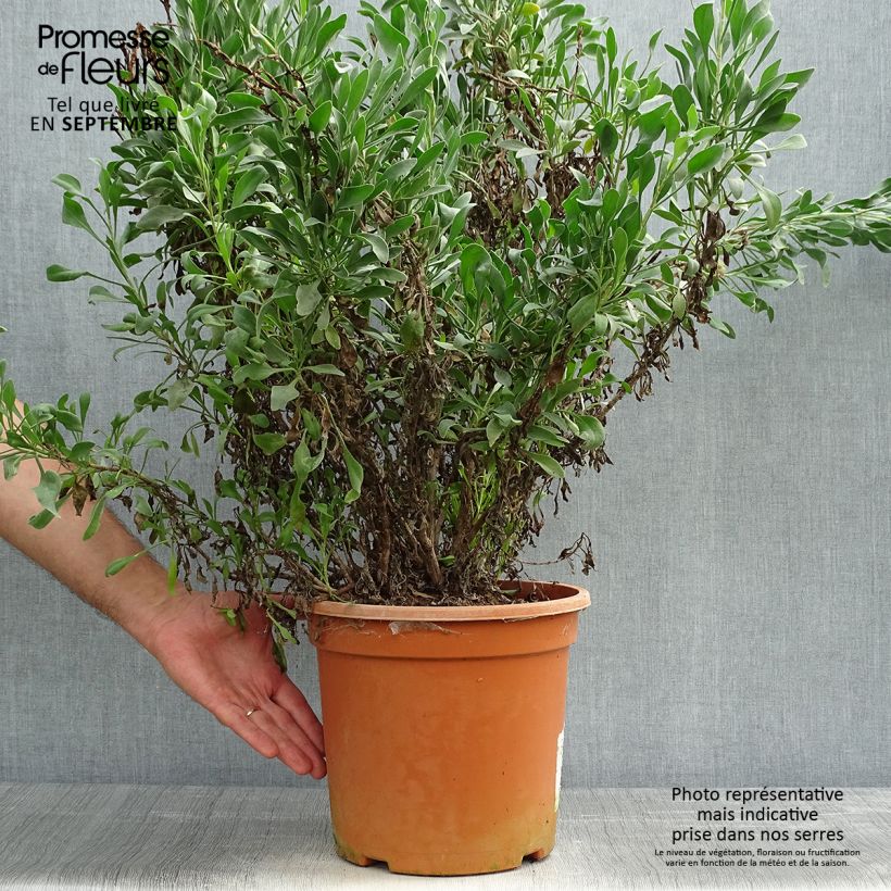 Ejemplar de Limoniastrum monopetalum - Salado Maceta 7,5L/10L entregado en otoño
