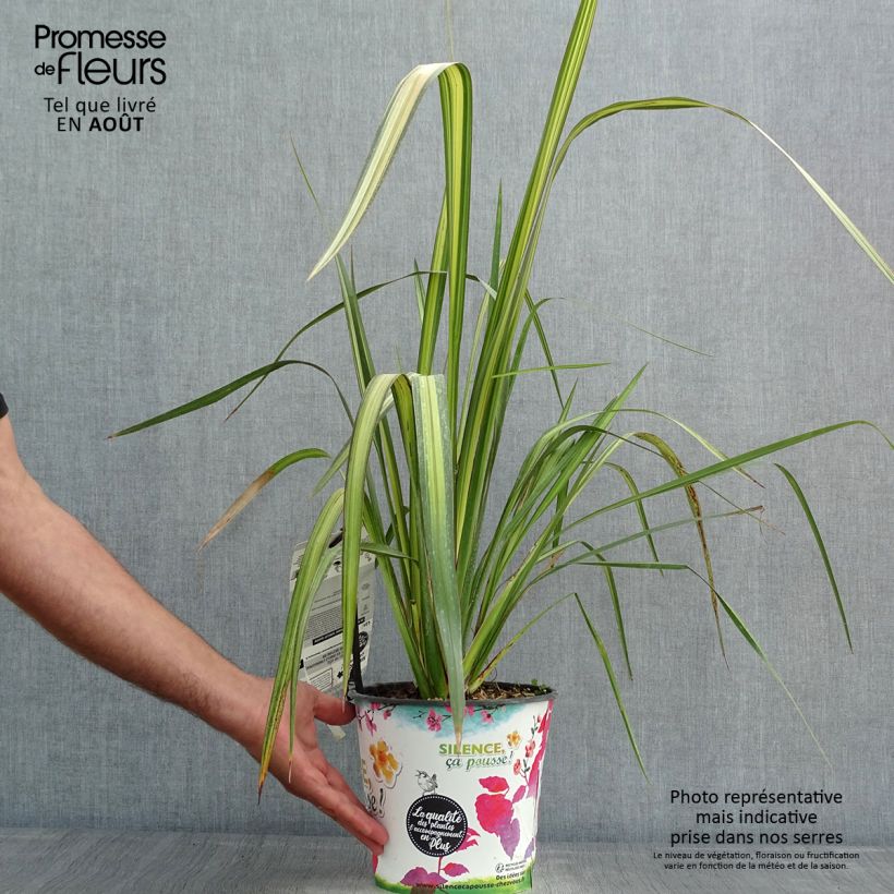 Ejemplar de Phormium tenax Apricot Queen - Lino de Nueva Zelanda Maceta 3L/4L entregado en verano