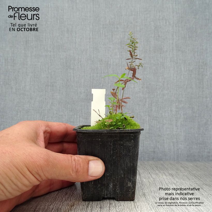 Ejemplar de Linaria purpurea Peachy - Boca de lobo Maceta de 8/9 cm entregado en otoño