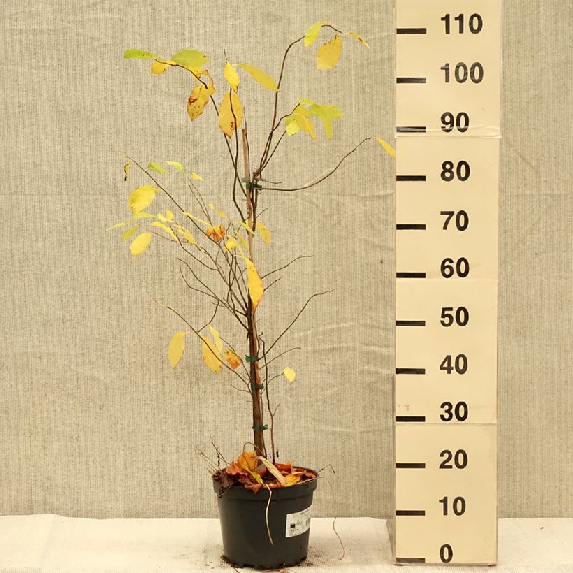 Ejemplar de Lindera benzoin Maceta 4L/5L entregado en otoño