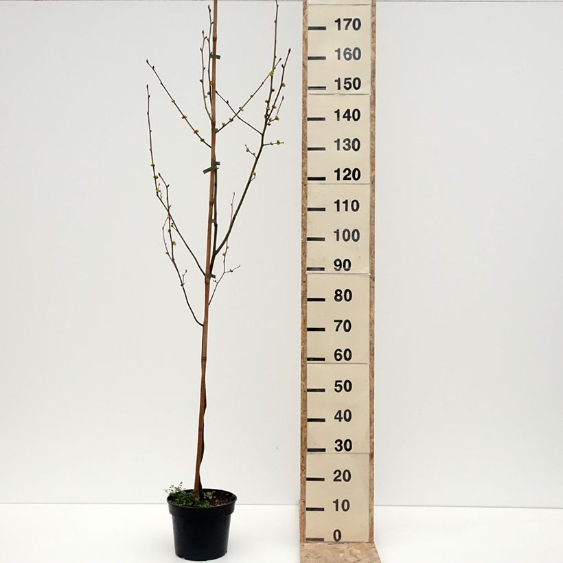 Lindera obtusiloba Maceta 4L/5L Ejemplar entregado en invierno
