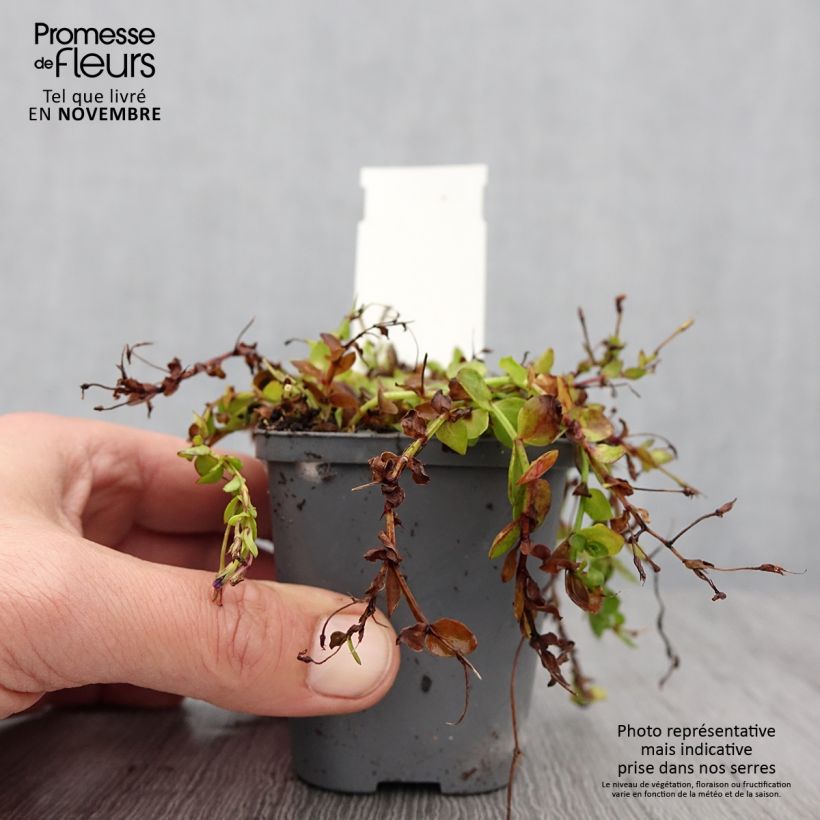 Ejemplar de Lindernia grandiflora Maceta de 8/9 cm entregado en otoño