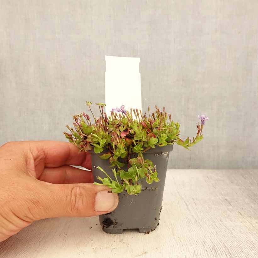 Ejemplar de Lindernia grandiflora - Lindernie à grandes fleurs Godet de 8/9 cm entregado en verano