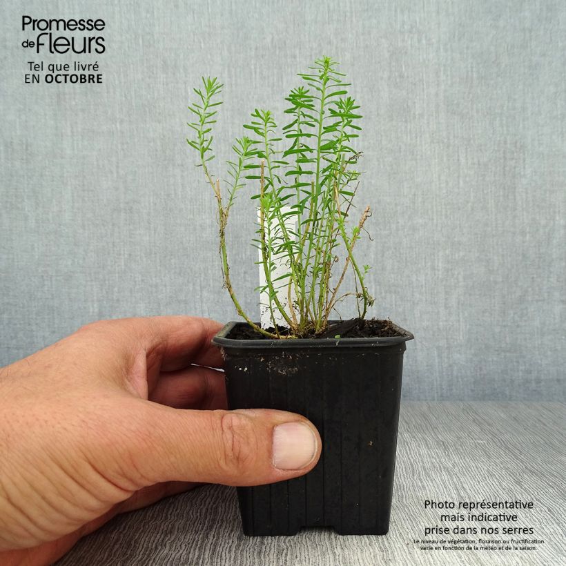 Ejemplar de Linum perenne - Lino azul Maceta de 7/8 cm entregado en otoño