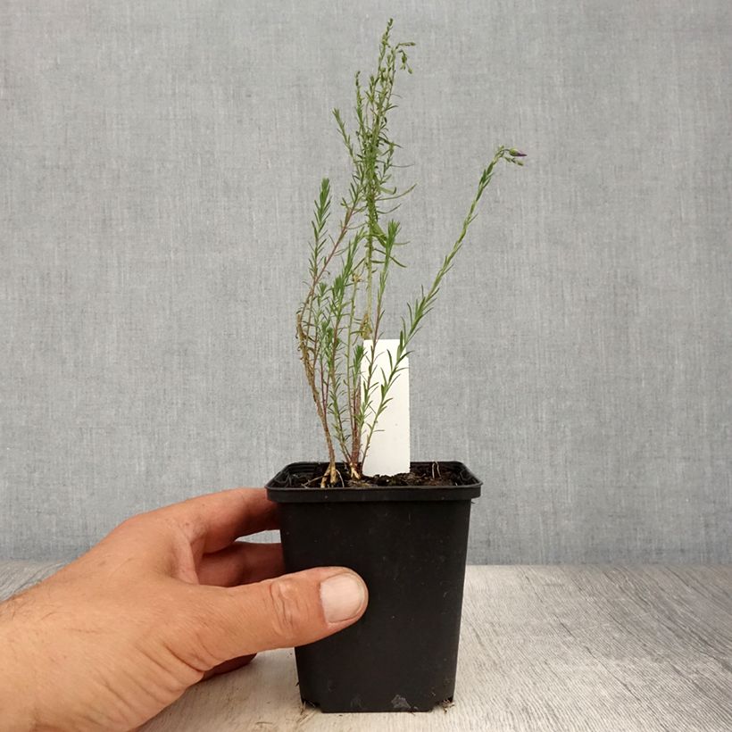 Ejemplar de Linum perenne Saphir - Lino azul Maceta de 8/9 cm entregado en verano