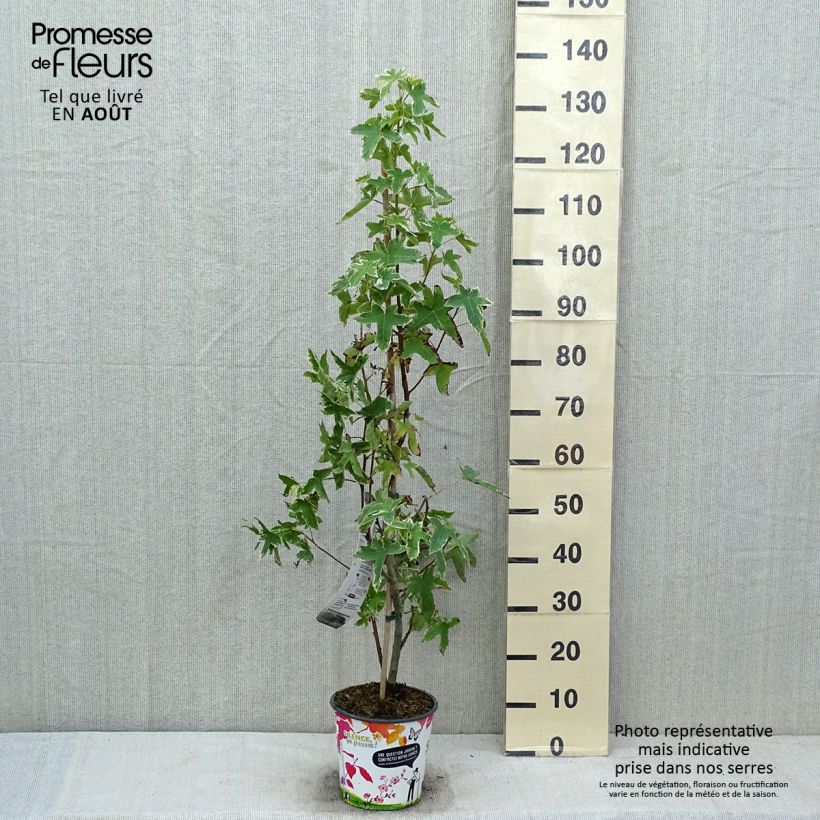 Ejemplar de Liquidambar styraciflua Albomarginata Manon - Copalme d'Amérique en pot de 4/5L entregado en verano