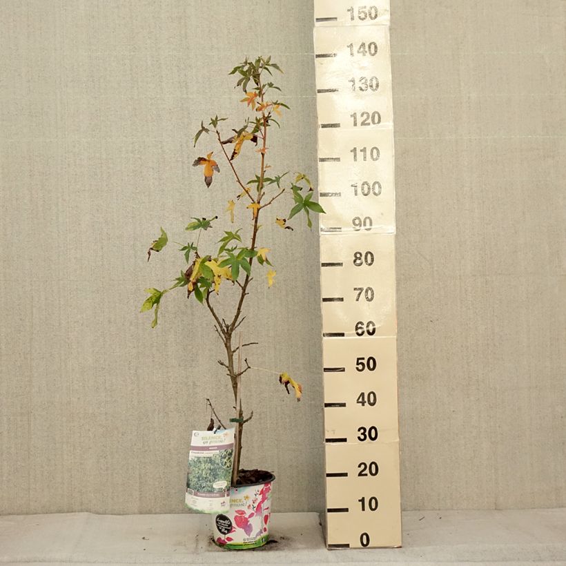 Ejemplar de Liquidambar styraciflua Aurea Maceta 4L/5L entregado en otoño