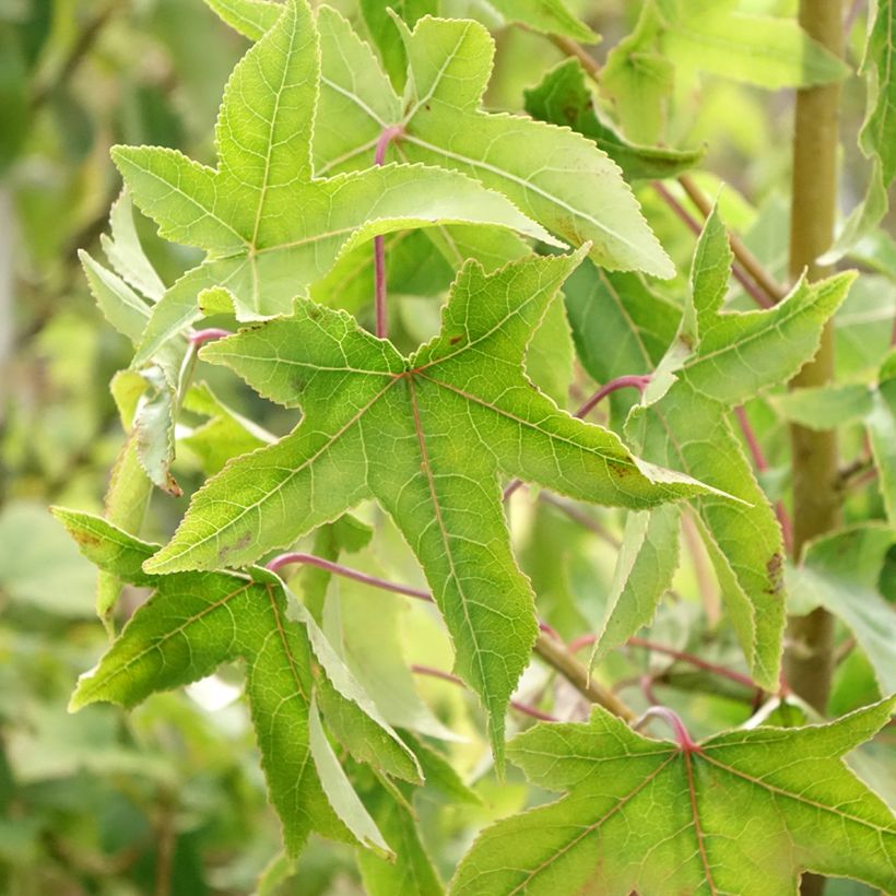 Liquidambar styraciflua Autumn Color Globe (Follaje)