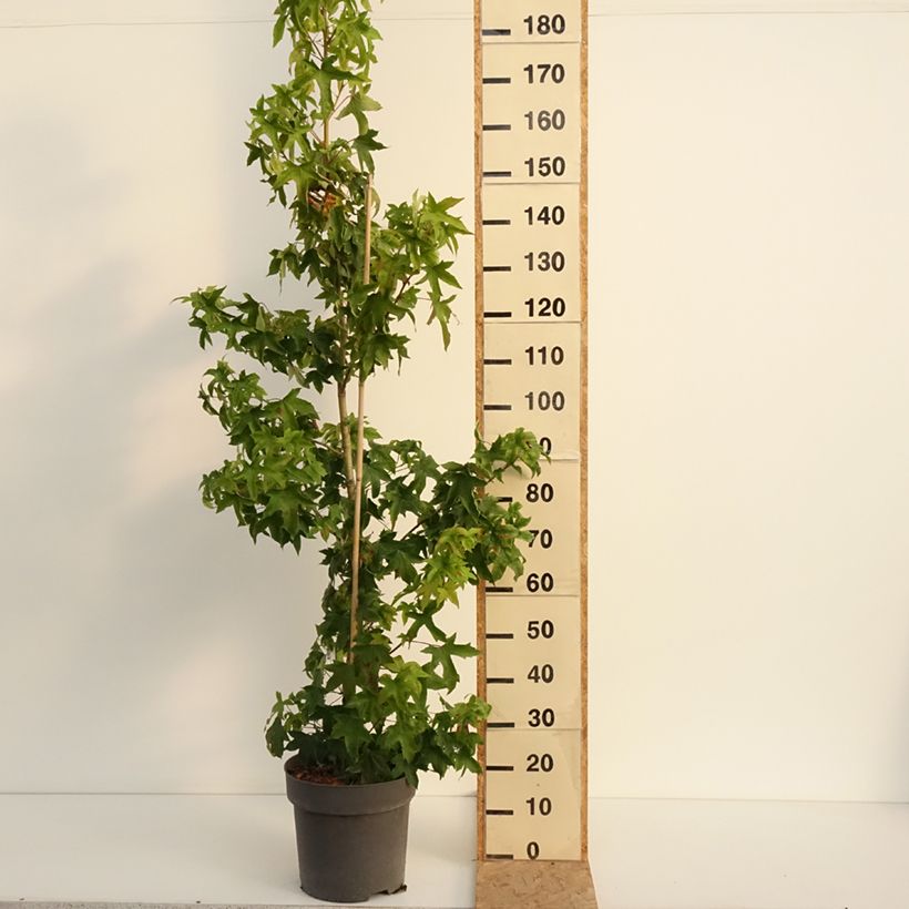 Ejemplar de Liquidambar styraciflua Autumn Color Globe Maceta 6L/7L entregado en verano