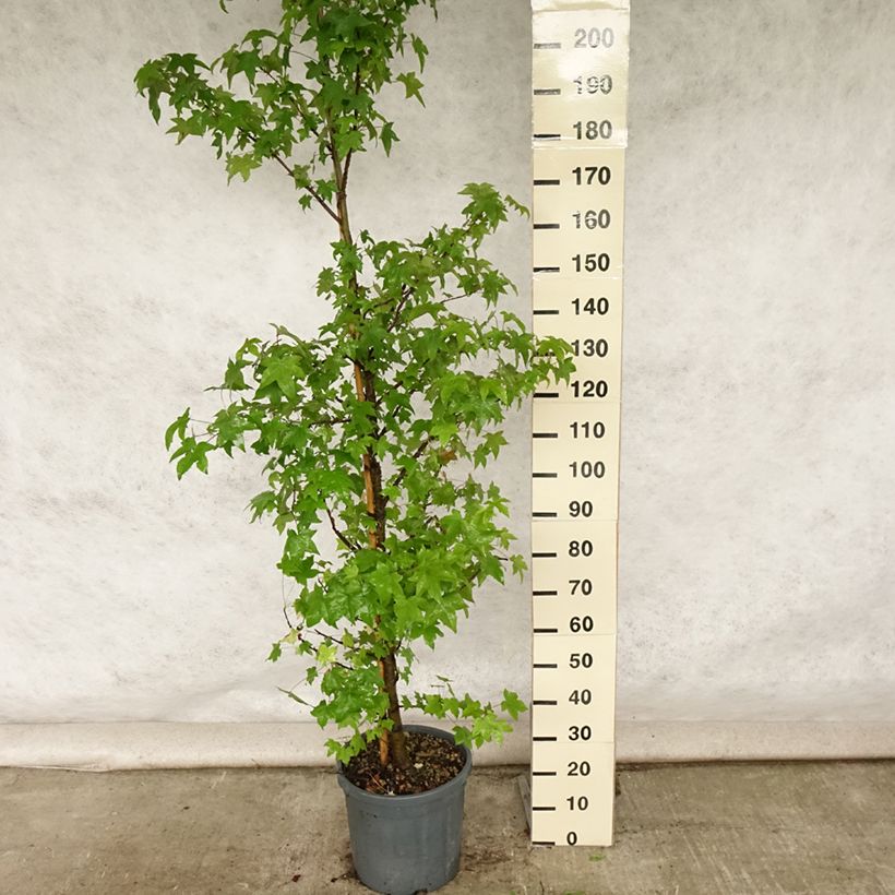 Ejemplar de Liquidambar styraciflua - Liquidámbar americano Maceta 12L/15LAltura de entrega aprox. 150/200cm entregado en verano