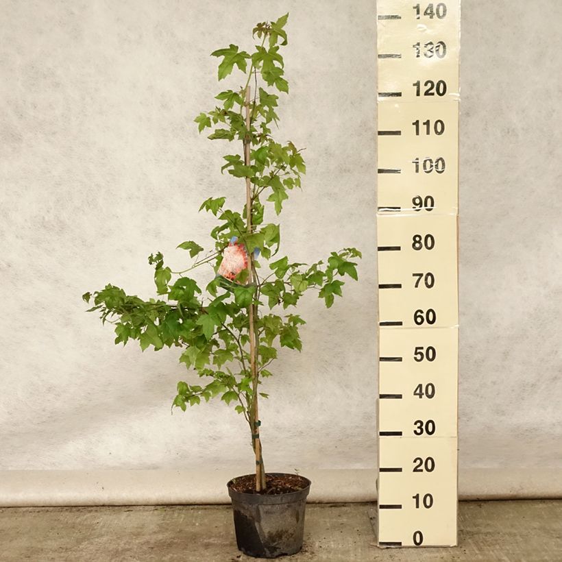 Ejemplar de Liquidambar styraciflua - Liquidámbar americano Maceta 3L/4LAltura de entrega aprox. 50/+cm entregado en verano