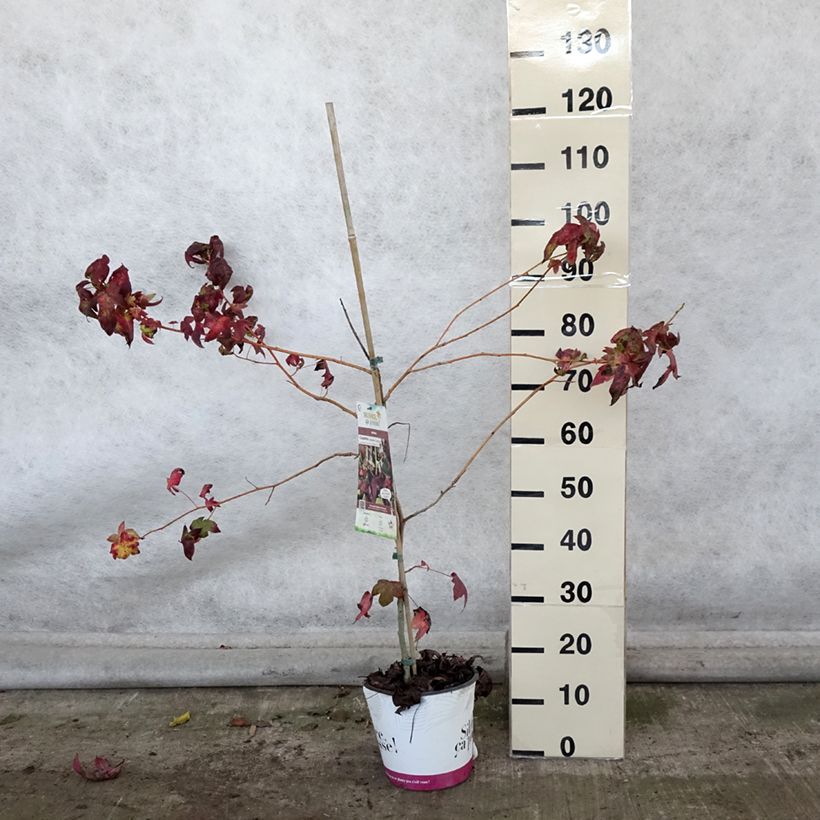 Ejemplar de Liquidambar styraciflua Golden Sun Maceta 4L/5L entregado en otoño