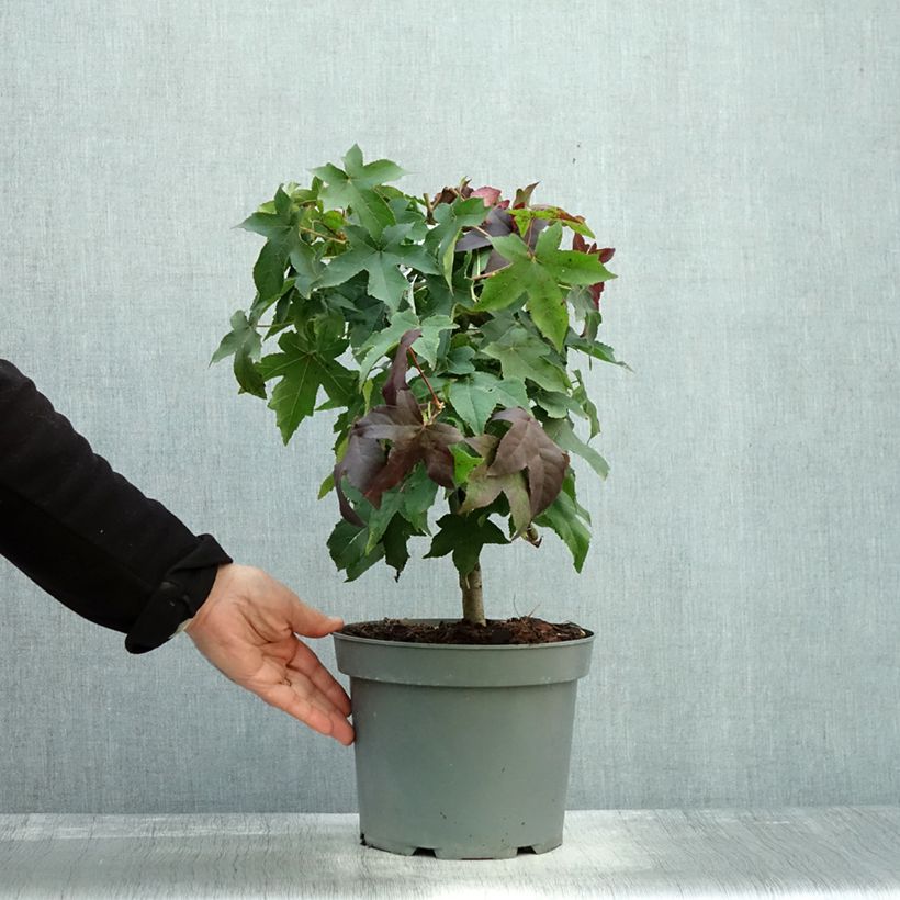 Ejemplar de Liquidambar styraciflua Gum Ball Maceta 4L/5L entregado en otoño