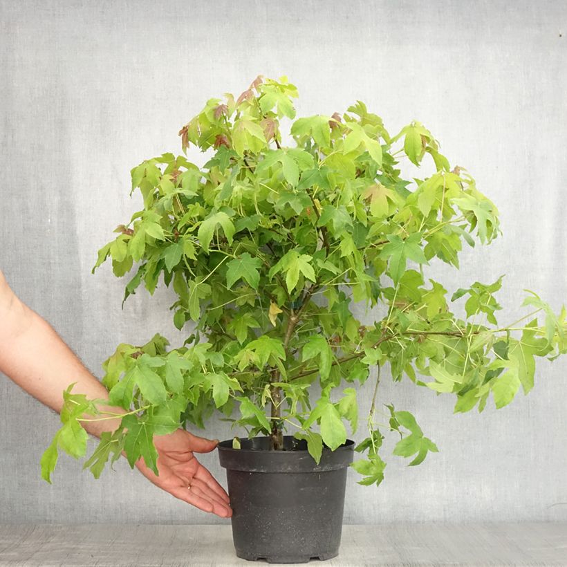 Ejemplar de Liquidambar styraciflua Gum Ball - Copalme d'Amérique Pot de 4L/5L entregado en verano