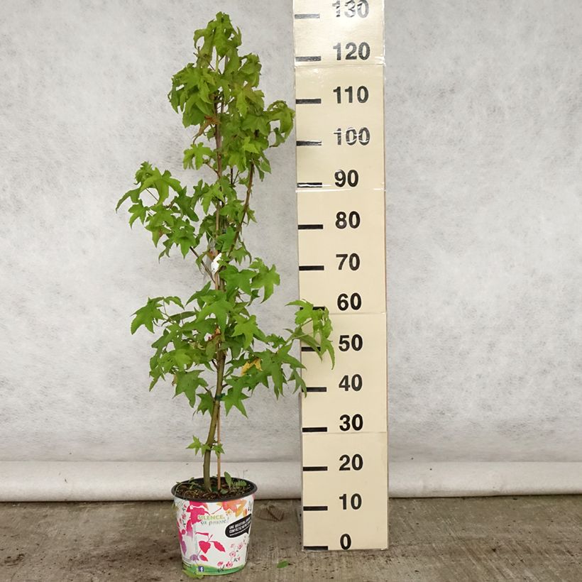 Ejemplar de Liquidambar styraciflua Lane Roberts - Copalme d'Amérique en pot de 2L/3L entregado en verano