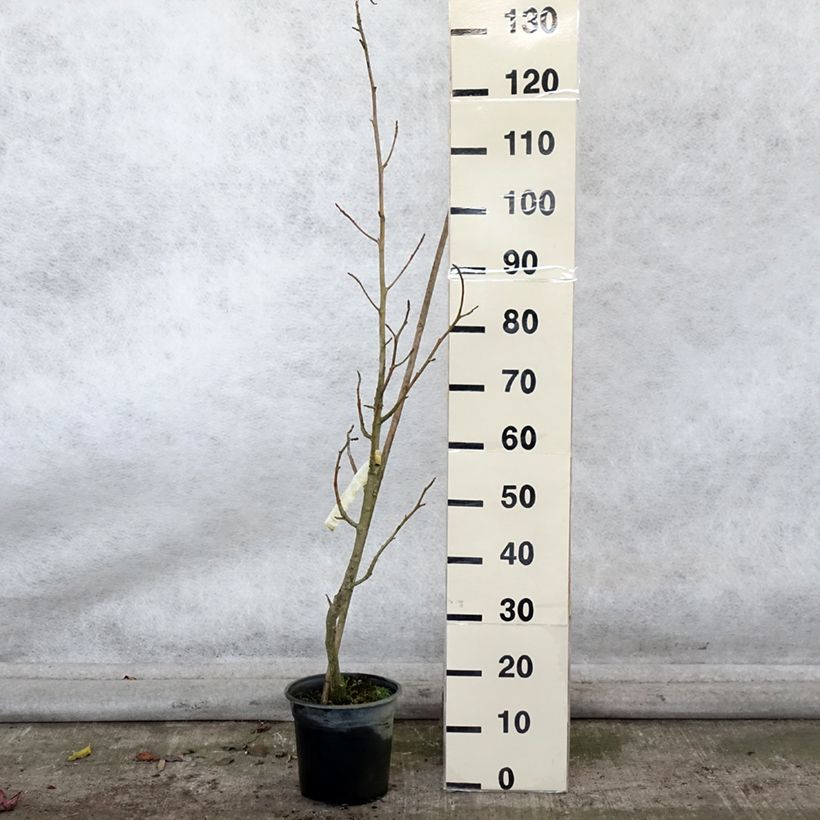 Ejemplar de Liquidambar styraciflua Rotundiloba Maceta 4L/5L entregado en otoño