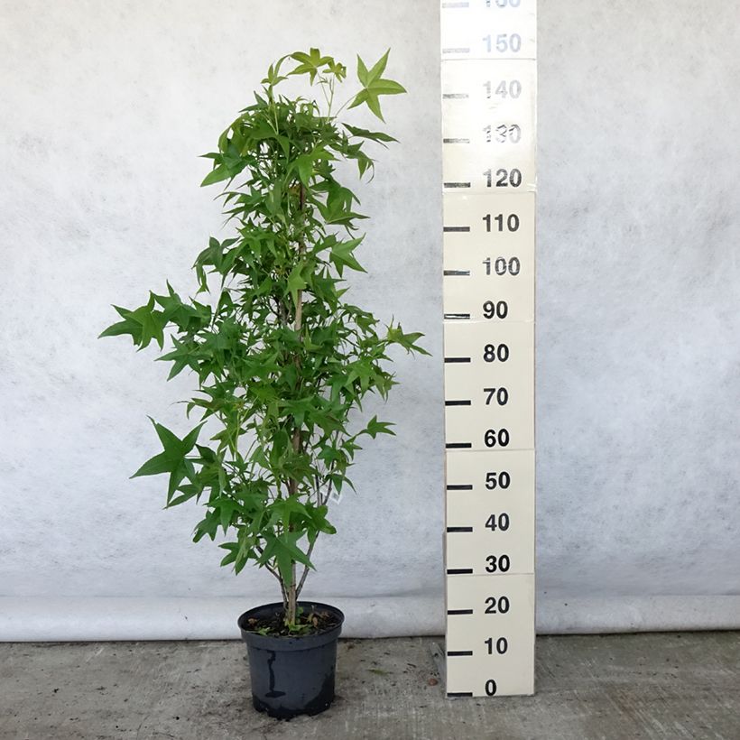 Ejemplar de Liquidambar styraciflua Slender Silhouette - Copalme d'Amérique en pot de 7.5L/10L entregado en verano