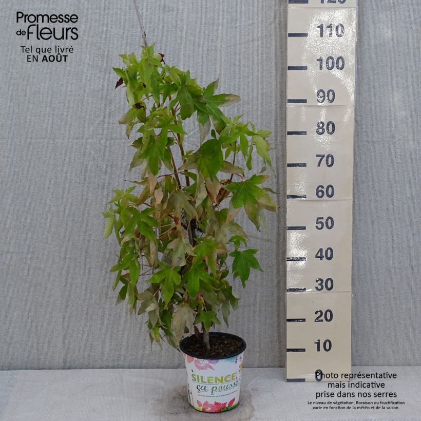 Ejemplar de Liquidambar styraciflua Thea Maceta 4L/5L entregado en verano