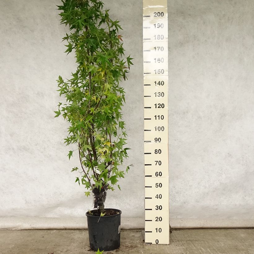 Ejemplar de Liquidambar styraciflua Worplesdon - Pot de 10L entregado en verano