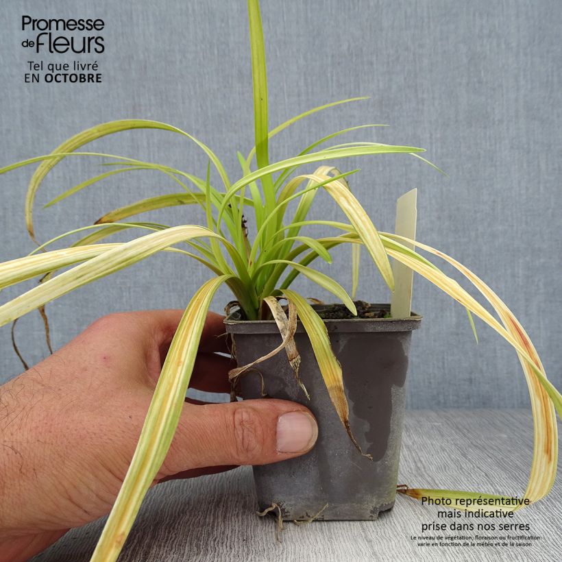 Ejemplar de Liriope muscari Big Blue Maceta de 8/9 cm entregado en otoño