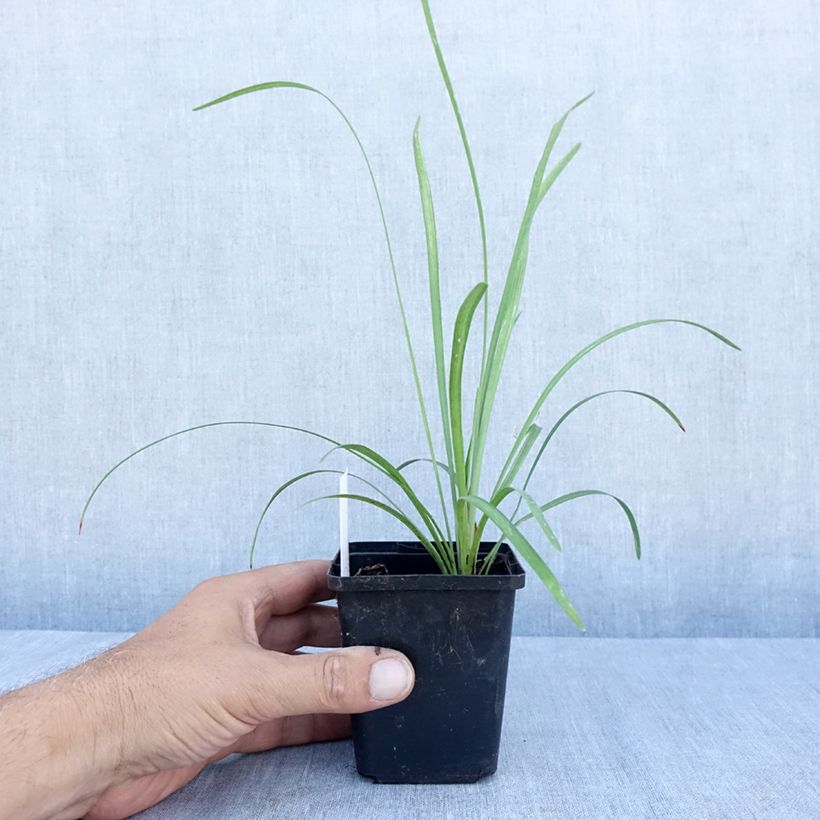 Ejemplar de Liriope muscari Big Blue Maceta de 8/9 cm entregado en verano