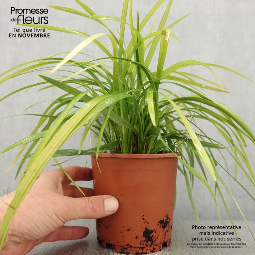Ejemplar de Liriope muscari Evergreen Giant Maceta 1L/1,5L entregado en otoño