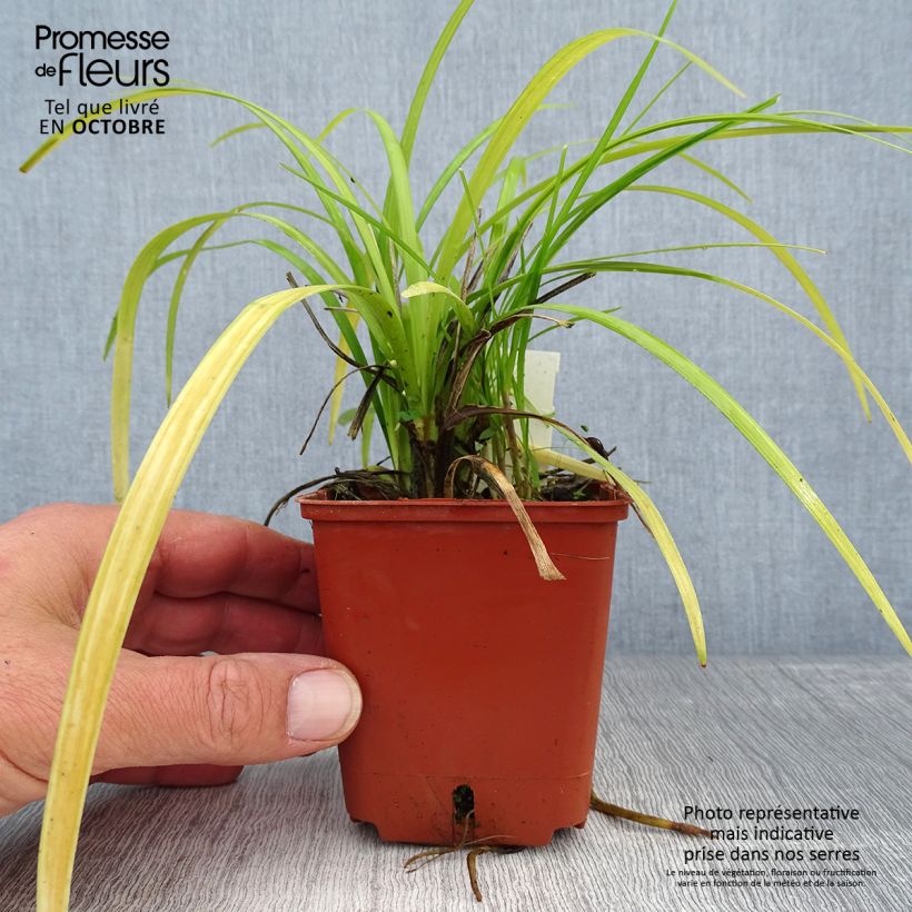 Ejemplar de Liriope muscari Evergreen Giant Maceta de 8/9 cm entregado en otoño