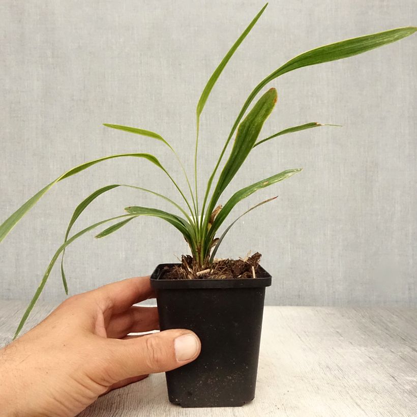 Ejemplar de Liriope muscari Gold Banded Godet de 9cm entregado en verano