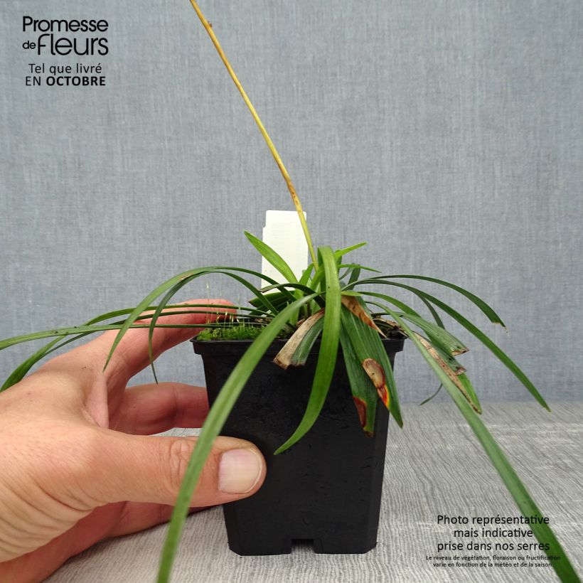 Ejemplar de Liriope muscari Ingwersen Maceta de 8/9 cm entregado en otoño