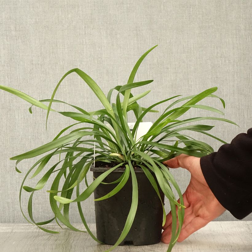 Ejemplar de Liriope muscari Monroe White Maceta 2L/3L entregado en otoño