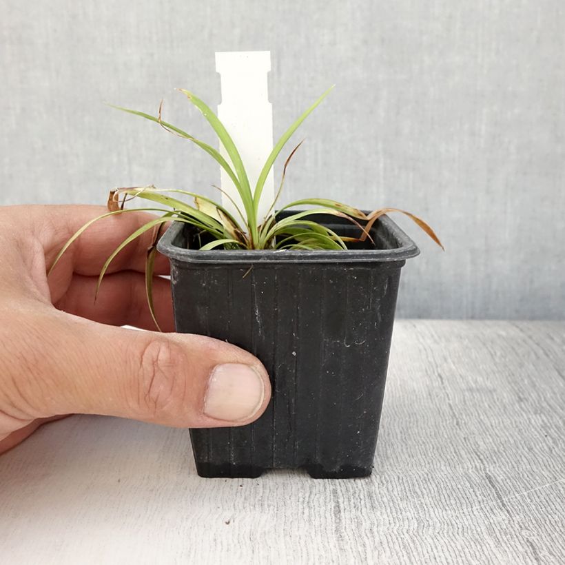 Ejemplar de Liriope muscari Okina Maceta de 8/9 cm entregado en verano