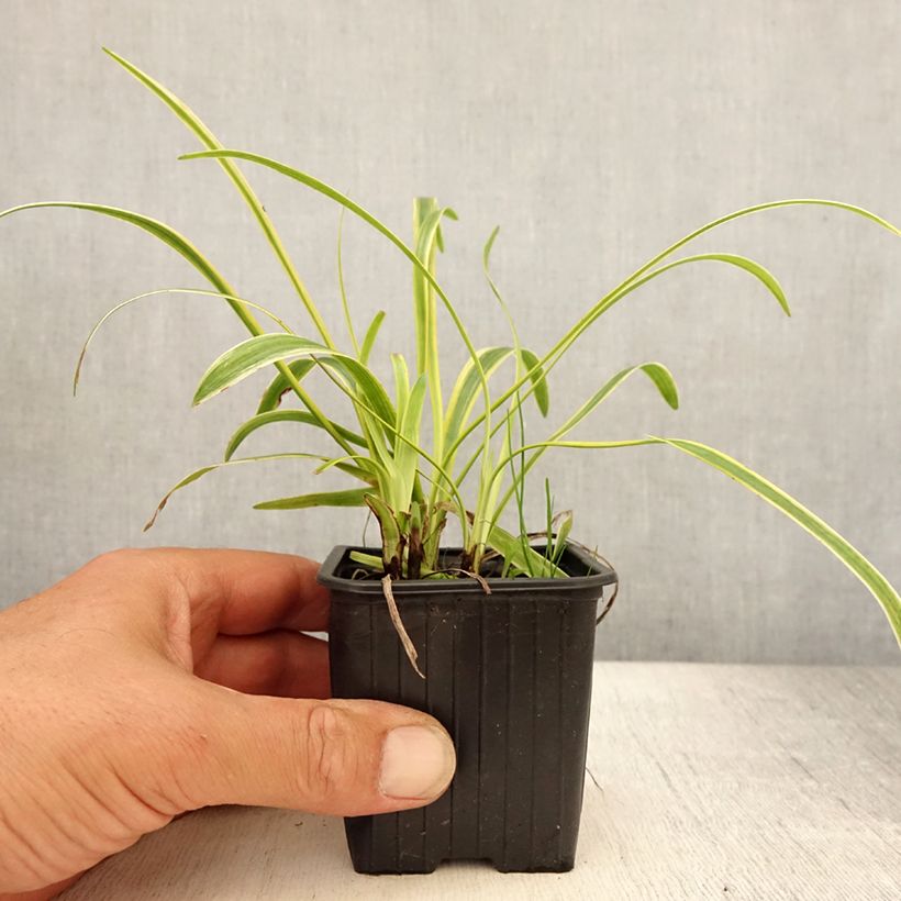 Ejemplar de Liriope muscari Silvery Sunproof Maceta de 8/9 cm entregado en verano