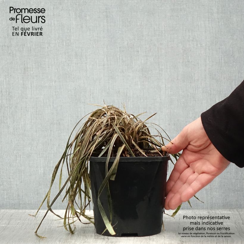 Liriope spicata Silver Dragon - Espigosa Maceta 2L/3L Ejemplar entregado en invierno