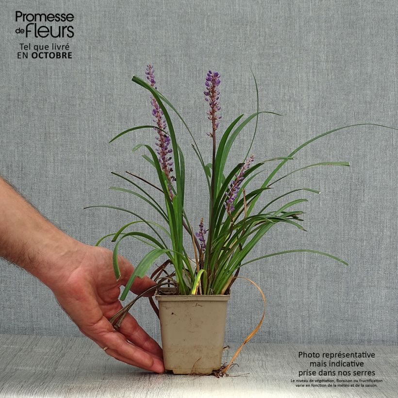 Ejemplar de Liriope muscari Super Blue Maceta de 8/9 cm entregado en otoño
