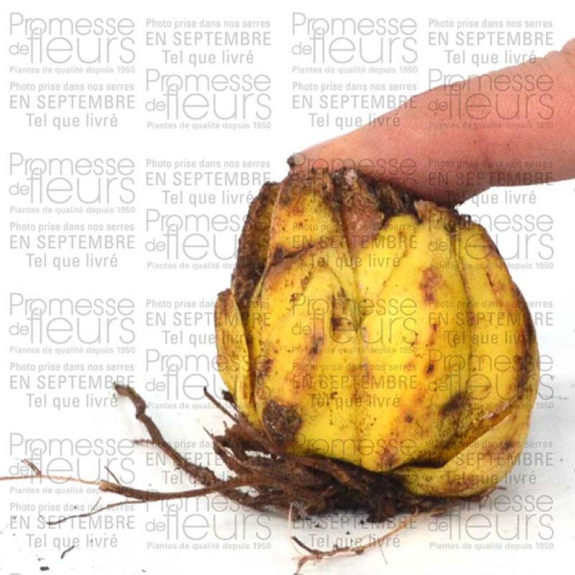 Ejemplo de ejemplar de Martagón var. album - Lilium martagon Bulbo calibre 16+ tal y como se entrega