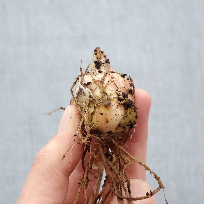 Lirio asiático Médusa Bulbo calibre 16 Ejemplar entregado en la primavera