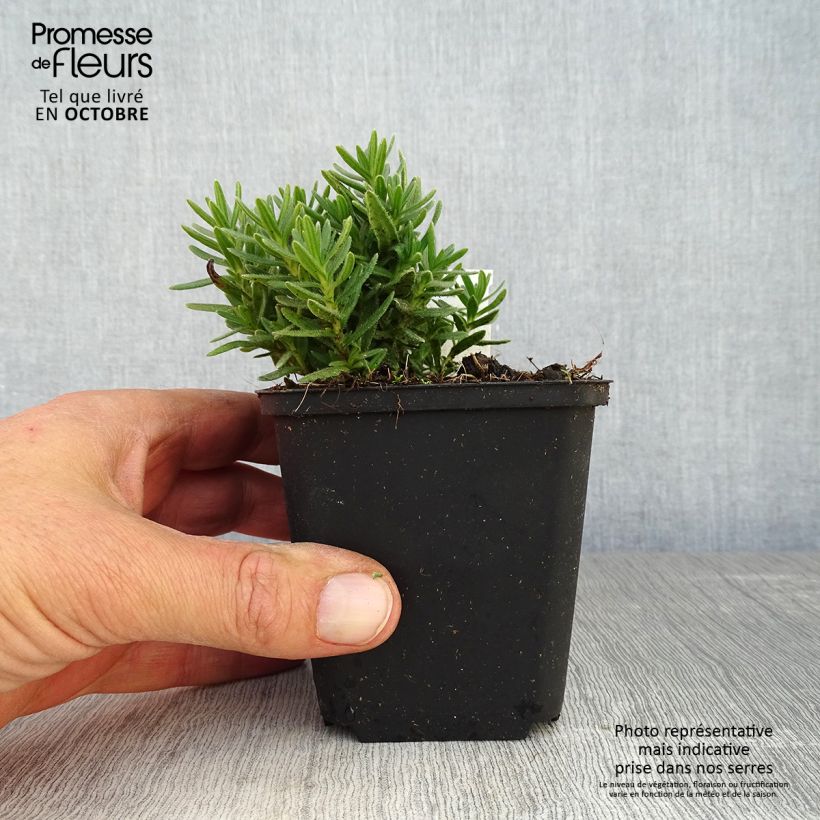Ejemplar de Carrasquilla azul - Lithodora diffusa Alba Maceta de 8/9 cm entregado en otoño