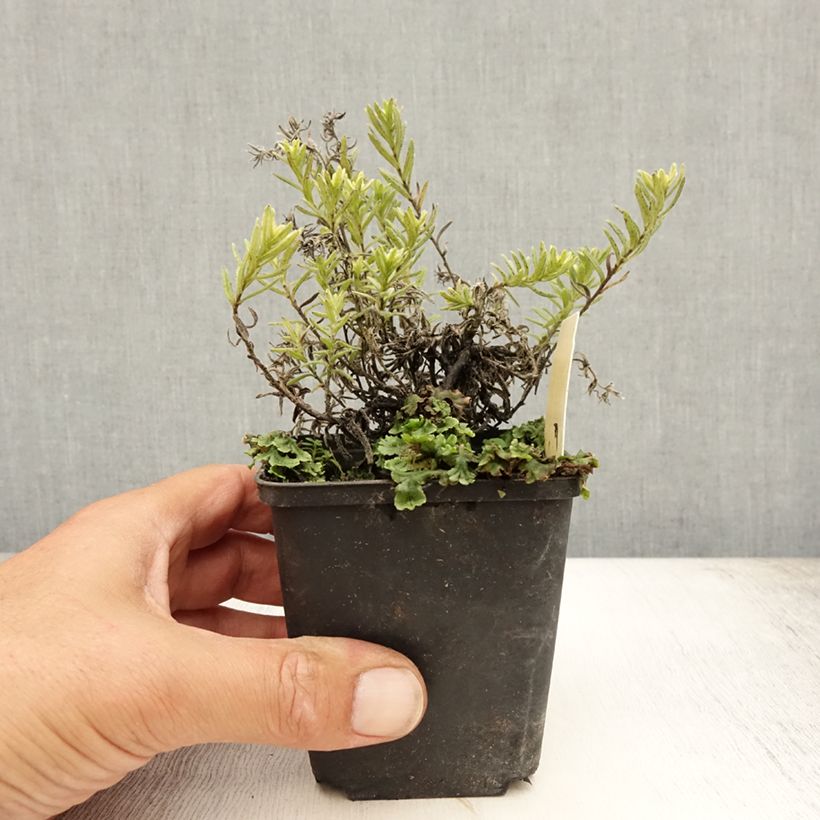 Ejemplar de Carrasquilla azul - Lithodora diffusa Cambridge Blue Maceta de 8/9 cm entregado en verano