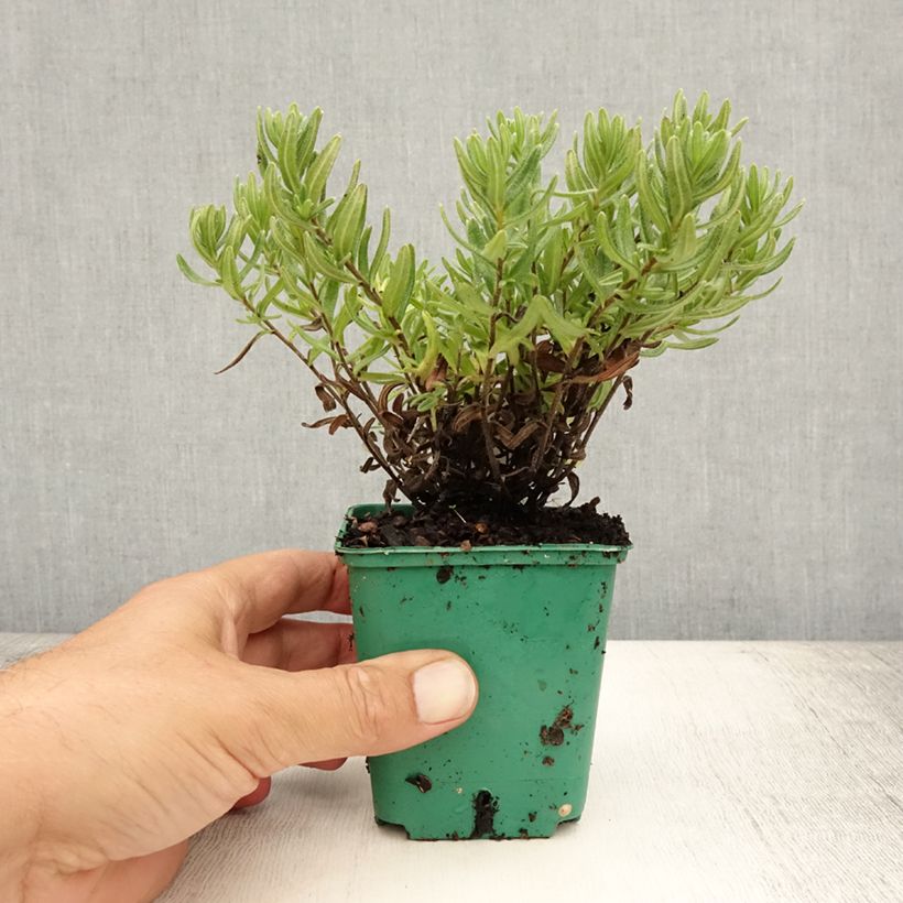 Ejemplar de Carrasquilla azul - Lithodora diffusa Heavenly Blue Maceta de 8/9 cm entregado en verano